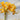 Yellow Lycoris Flowers