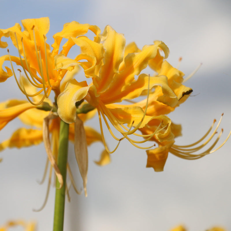 Yellow Lycoris Flowers