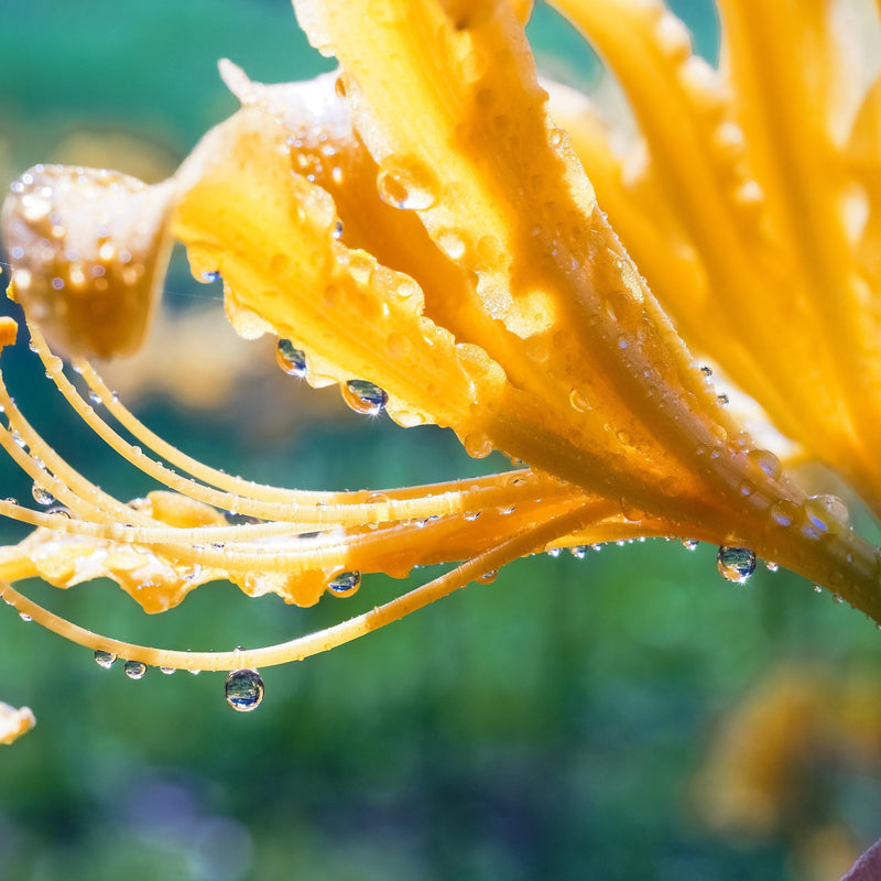 Closeup of Yellow Lycoris Flower