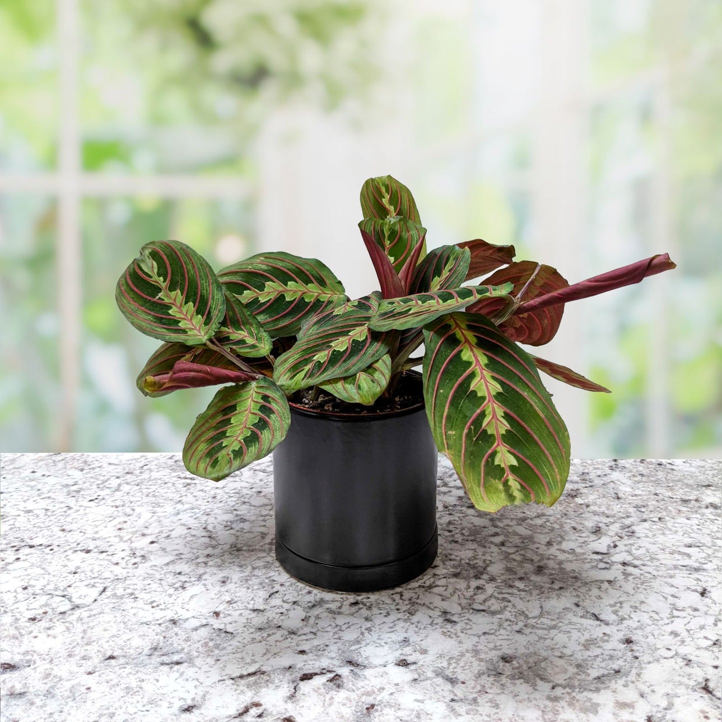 prayer plant houseplant Maranta