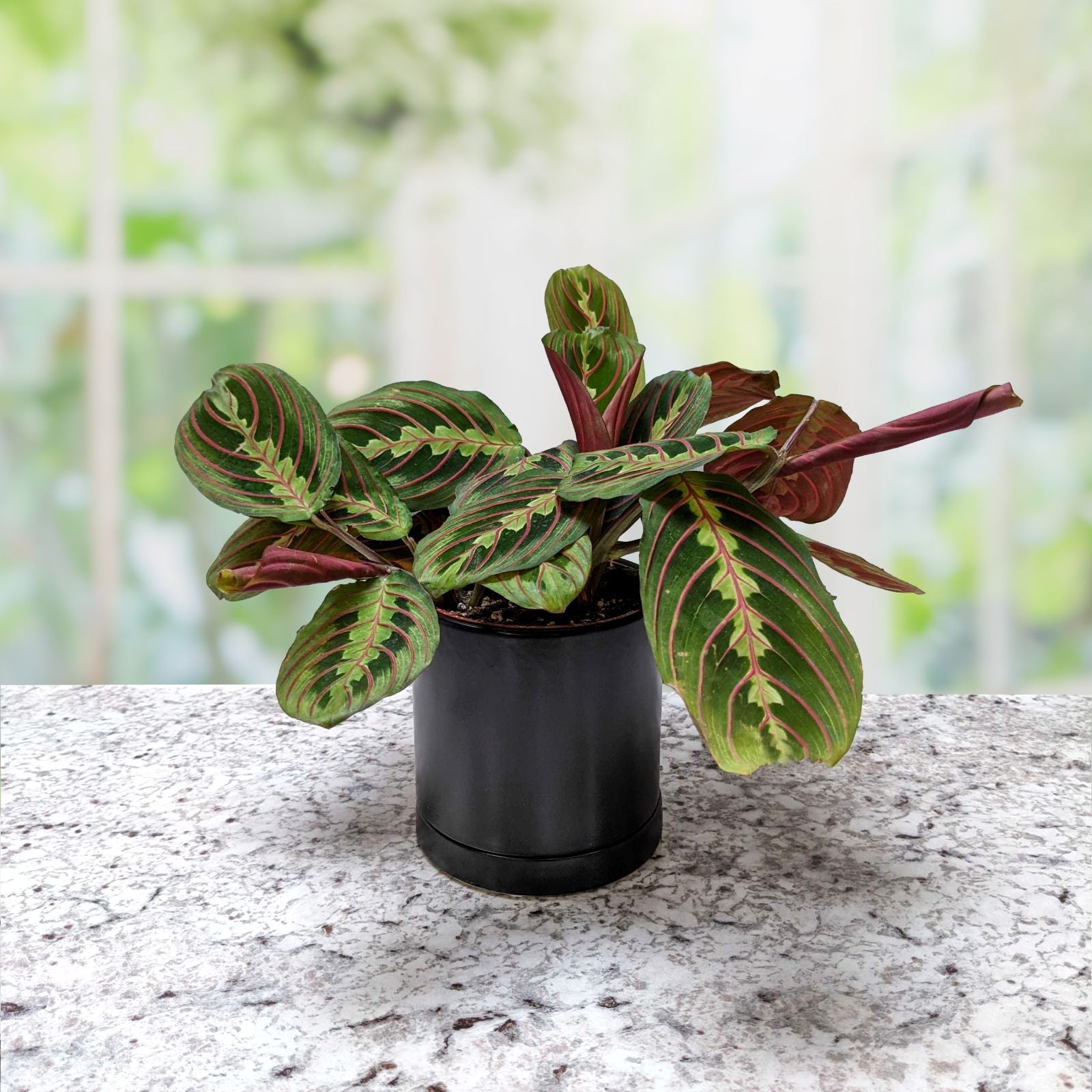 where to buy prayer plants near me Maranta