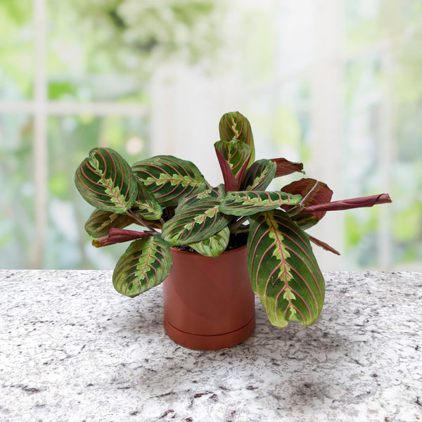 Maranta