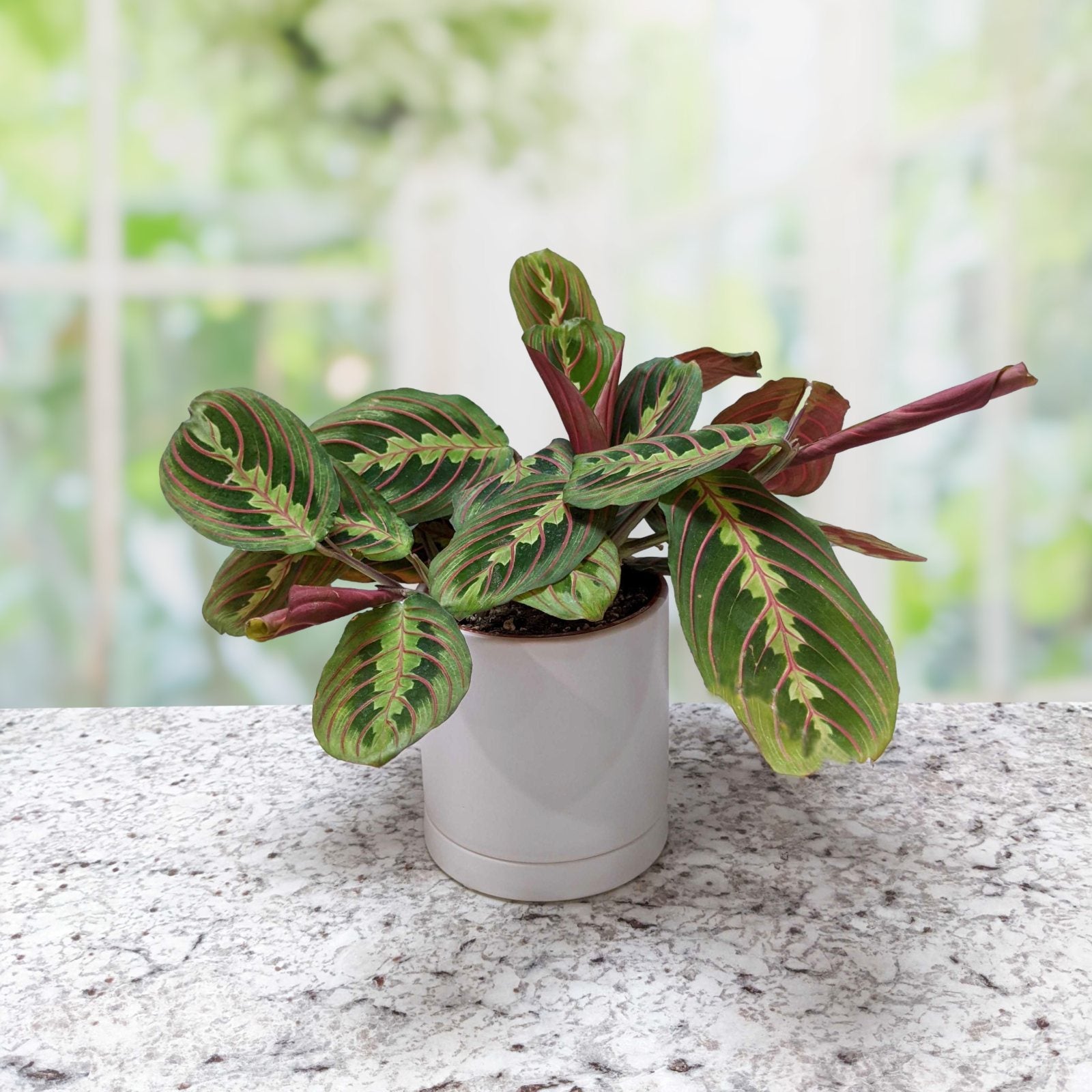 green and white prayer plant Maranta