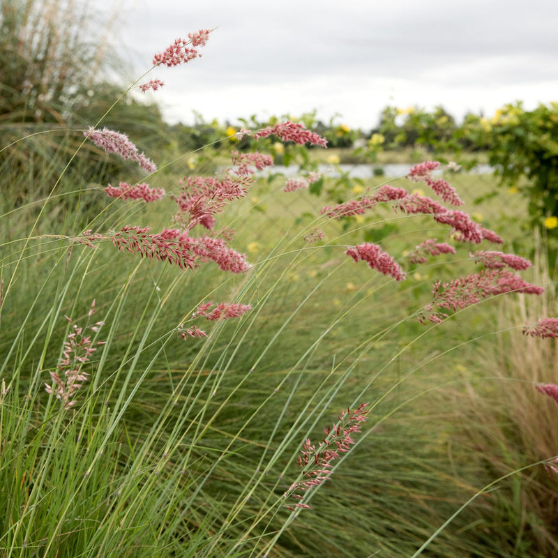 pink flower heads of Melinus Pink Crystals grass