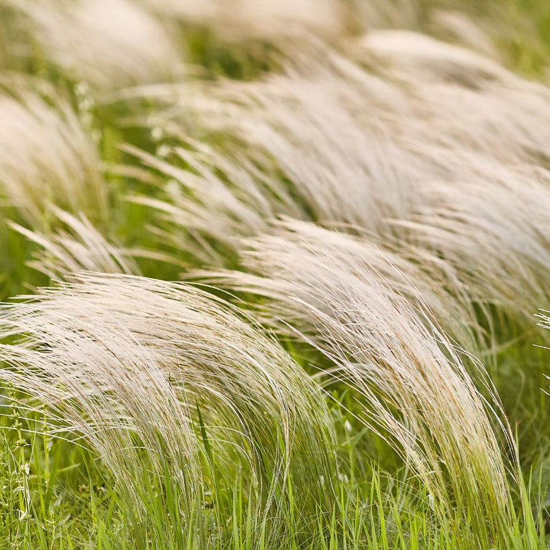 field of Mexican Feather Grass