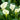 White calla flowers for sale