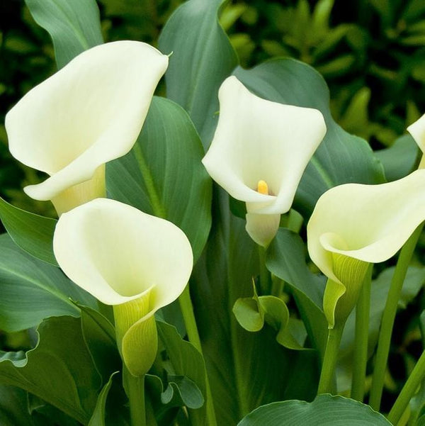 Soft Ivory Calla Lily Bulbs For Sale Online | Calla Mint Julep – Easy ...