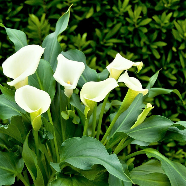 Soft Ivory Calla Lily Bulbs For Sale Online | Calla Mint Julep