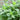 Mint Spearming Plant Growing