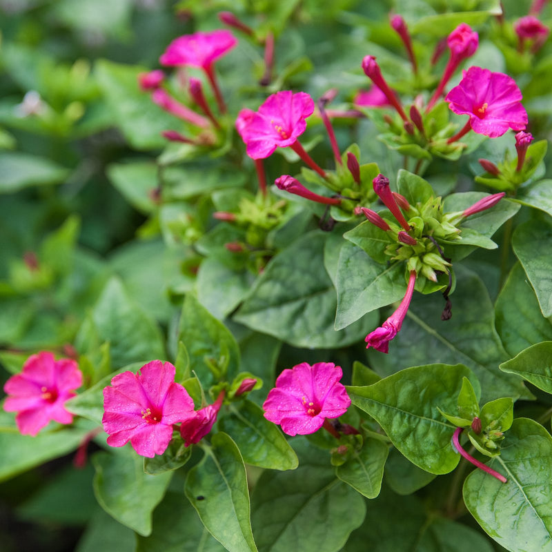 bright pink flowers of mirabilis