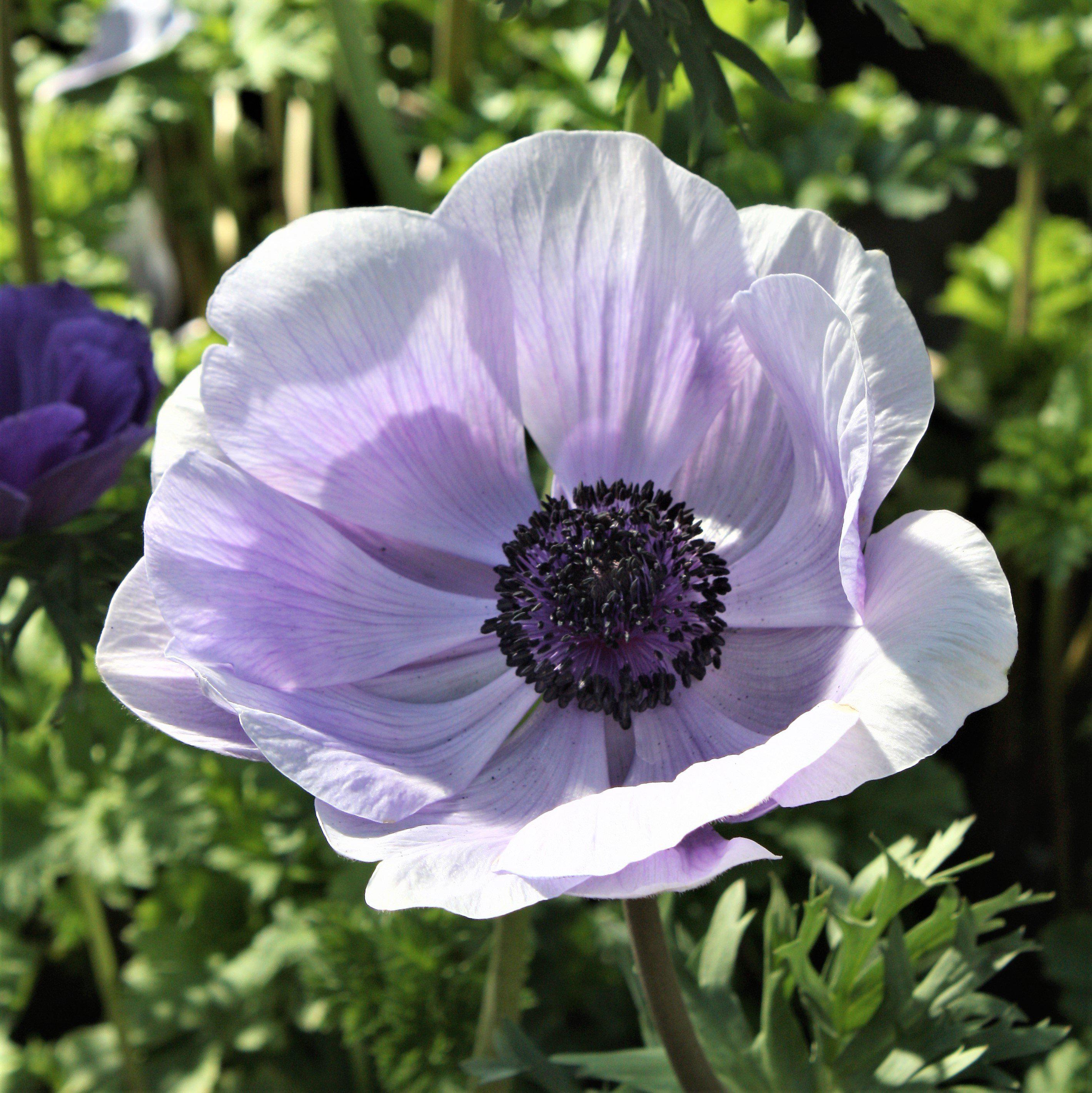 Italian Anemone - Mistral Plus Azzurro - Thumbnail 2