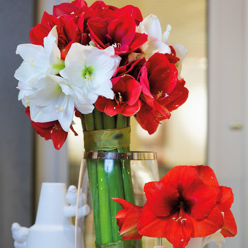A Cut Bouquet of Red and White Amaryllis Blooms