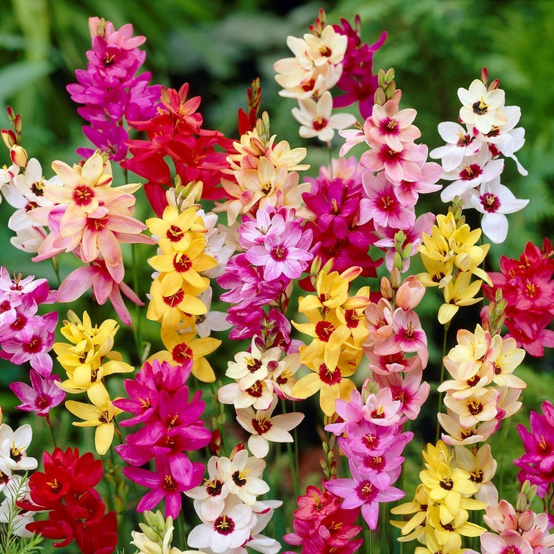 blooming ixia mix