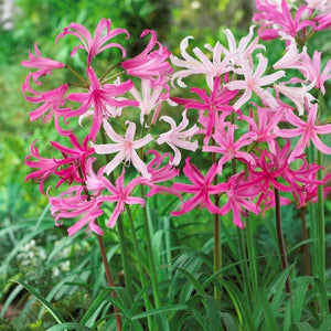 Pink and White Mixed Nerine Party!