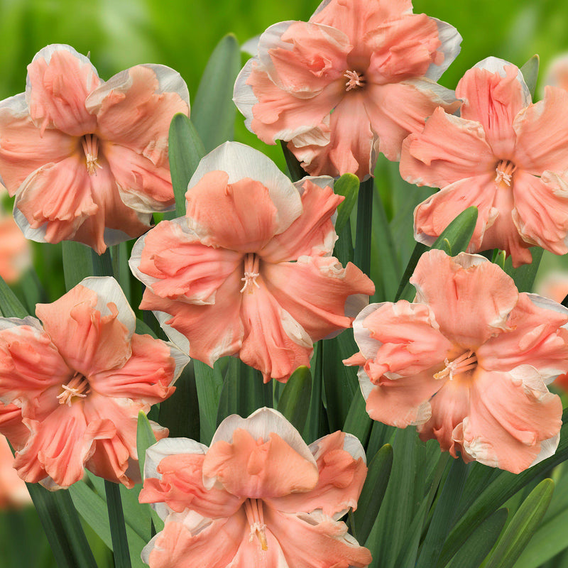 A Multitude of Apricot Pink Narcissus Blooms