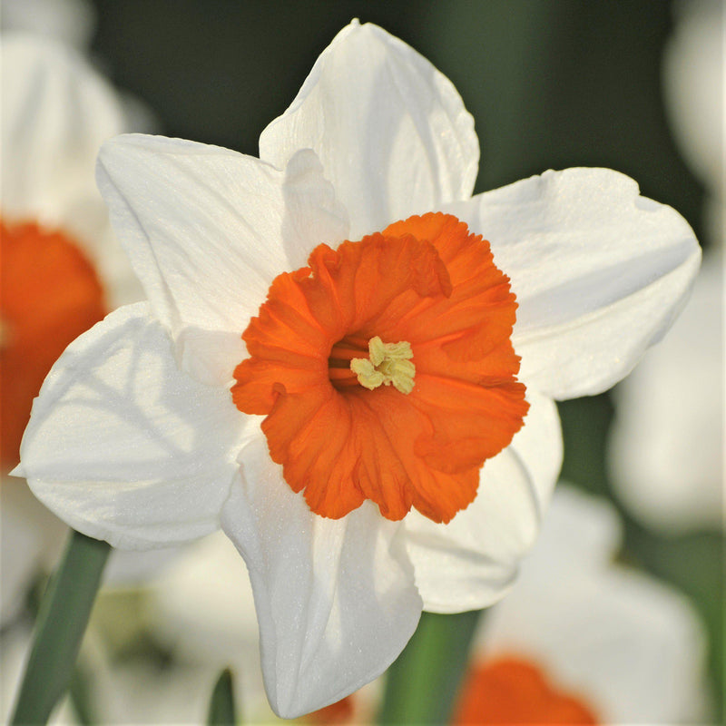 Bold Orange-Red Center of the Barrett Browning Daffodil
