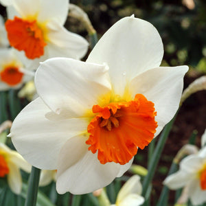 Crisp White and Orange-Red Narcissus Barrett Browning