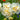 White and Lemon Yellow Double Flowering Daffodil