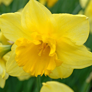 Solid Yellow Narcissus Carlton