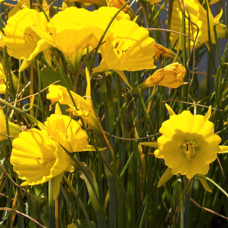 Golden Yellow Narcissus 