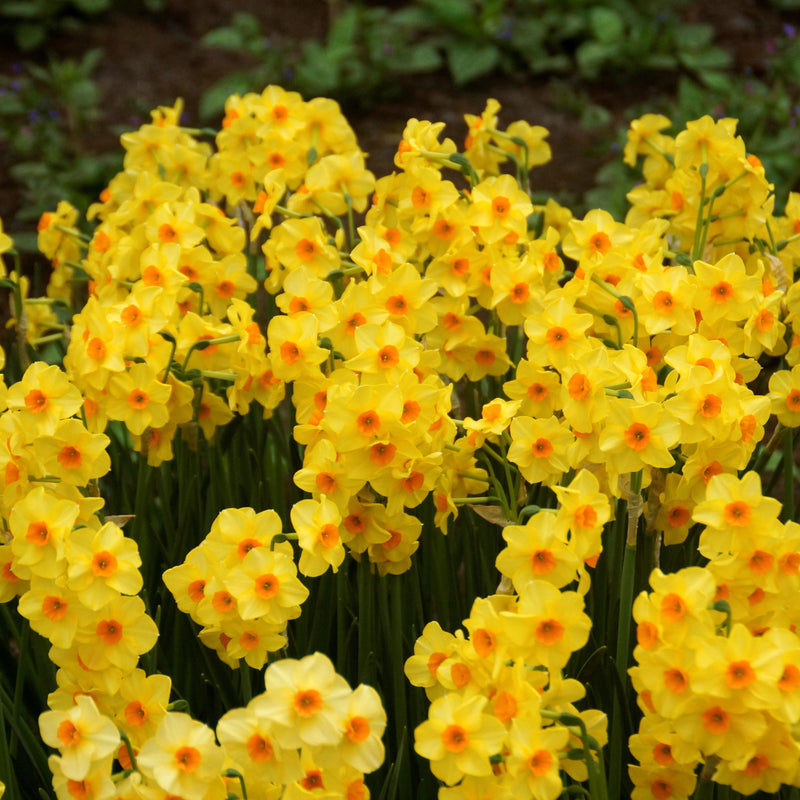A Sea of Narcissus Golden Dawn Flowers