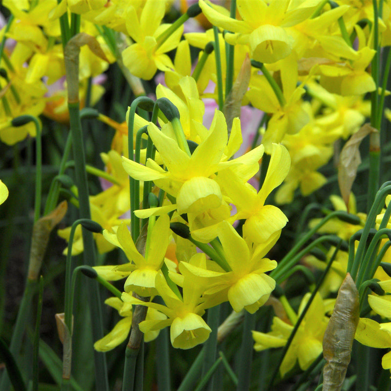Multiple Yellow Hawera Daffodils