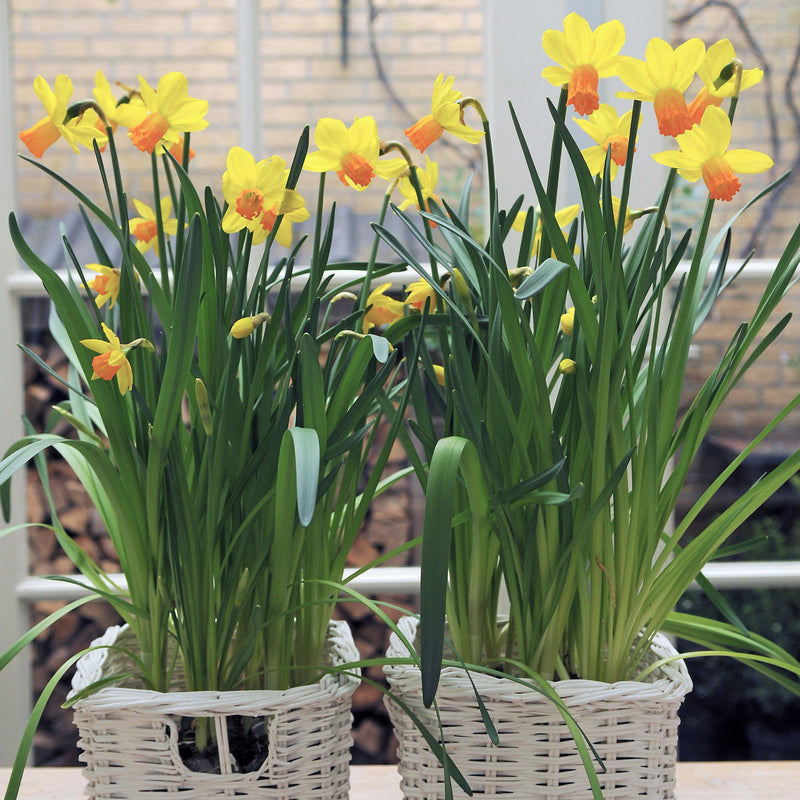 Basket-Planted Narcissus Jetfire Blooms