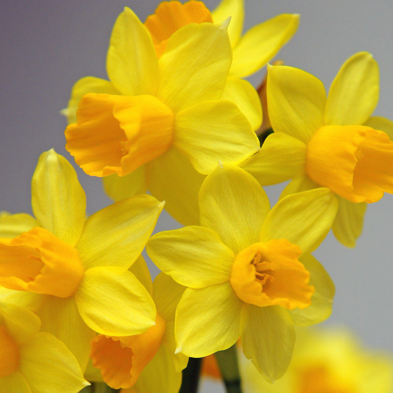 Yellow and Light Orange Narcissus Jetfire