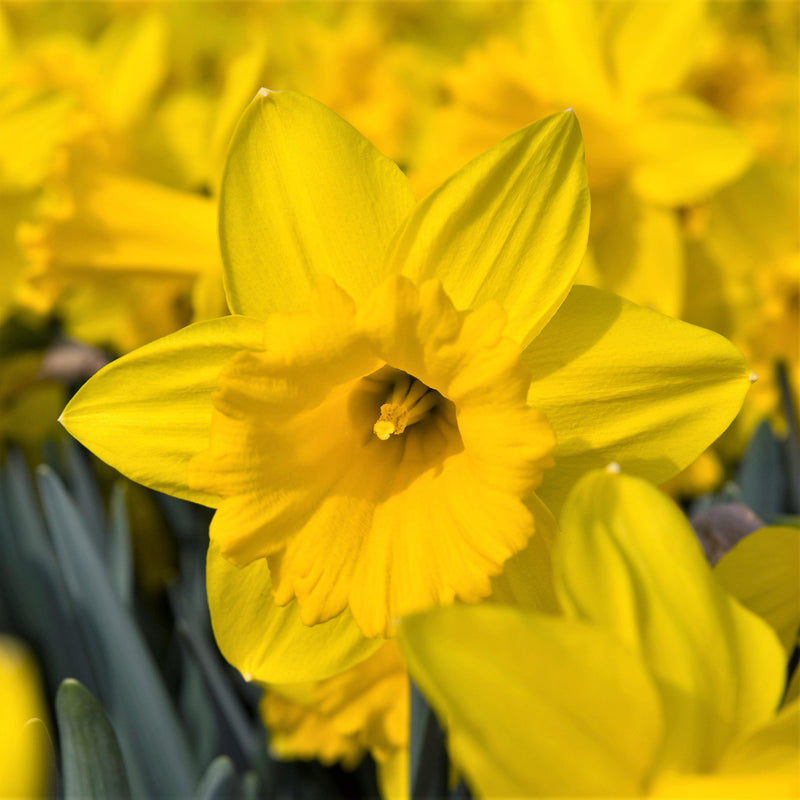 Stunning Yellow Narcissus Marieke