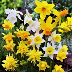 Variously Shaped and Colored Daffodils