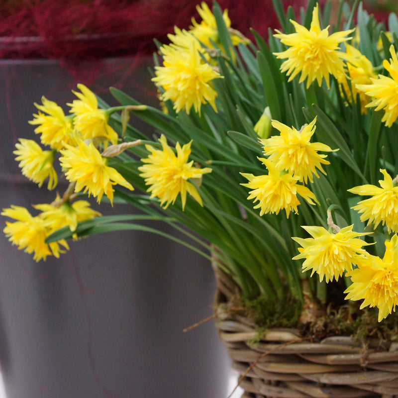 A Basket Full of Narcissus Rip Van Winkle Blooms