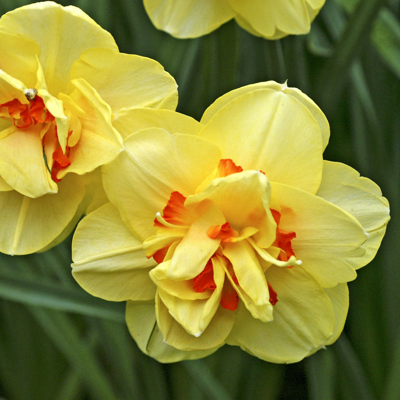 Light Yellow and Orange Daffodils