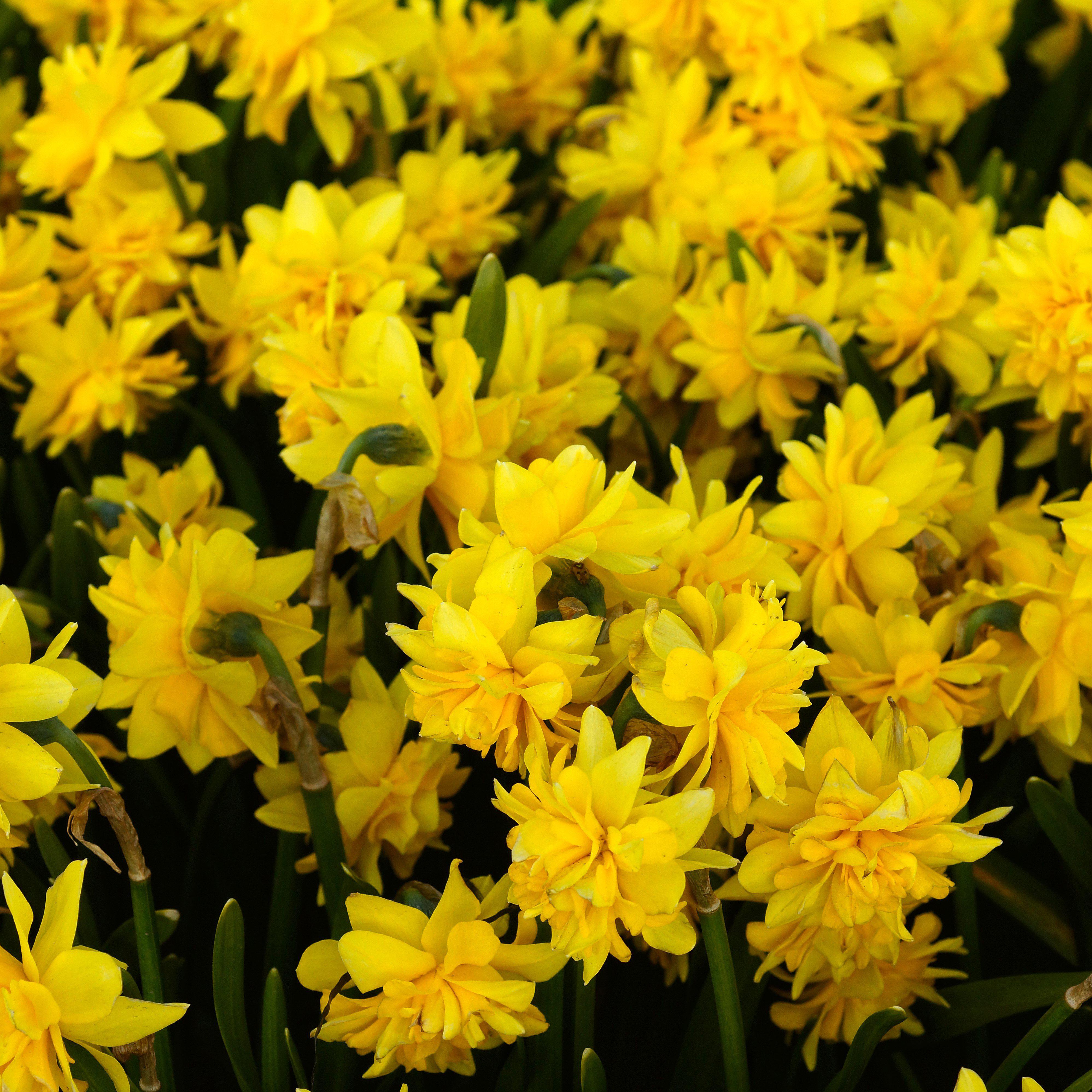 Narcissus Tete-a-Tete