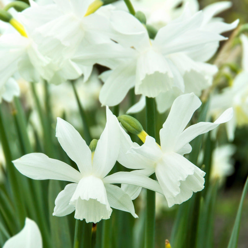 Multiple White Daffodils