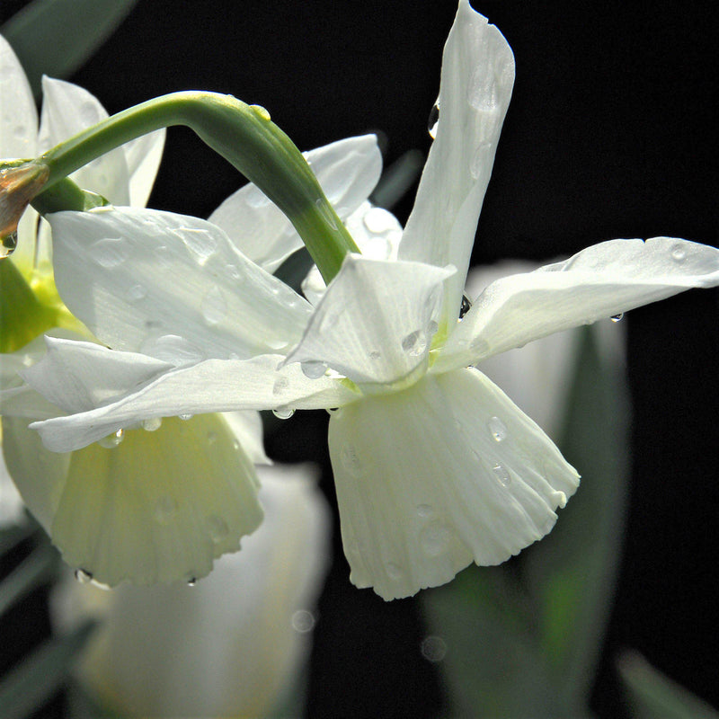 Pure White Narcissus Thalia