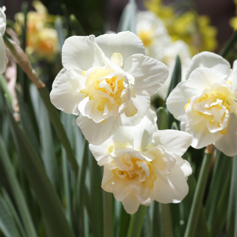 A Trio of Off-White Daffodils