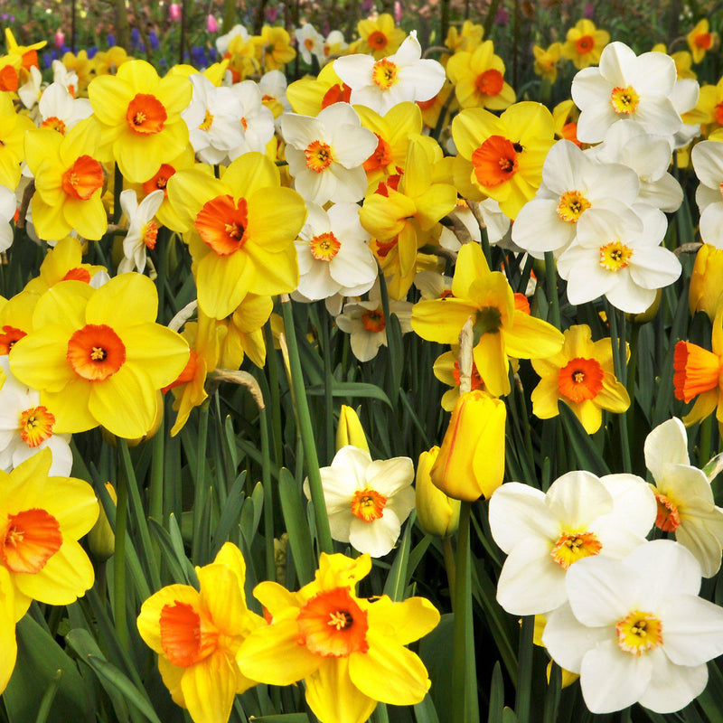 Mixed Yellow, Orange, and White Daffodils