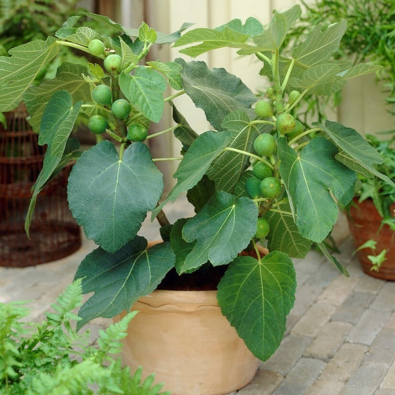 Fig Tree 'Negronne'