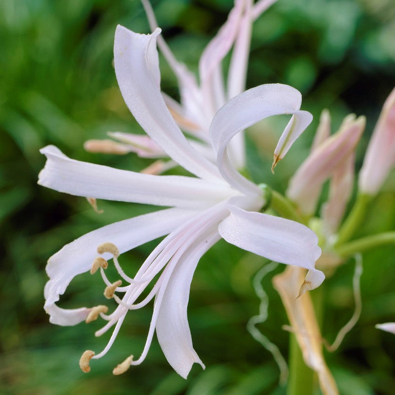 Glistening White Nerine Bloom