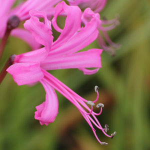 Wavy, Neon Pink Petals of the "Bowdenii" Nerine