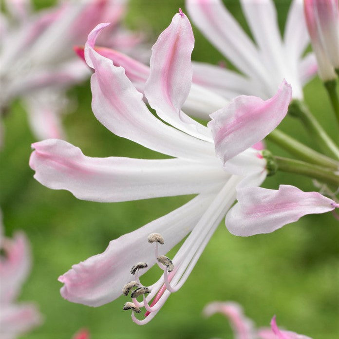 Curly White and Pink Nerine Bloom