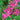 Bright magenta blooms of Nerine Isabel