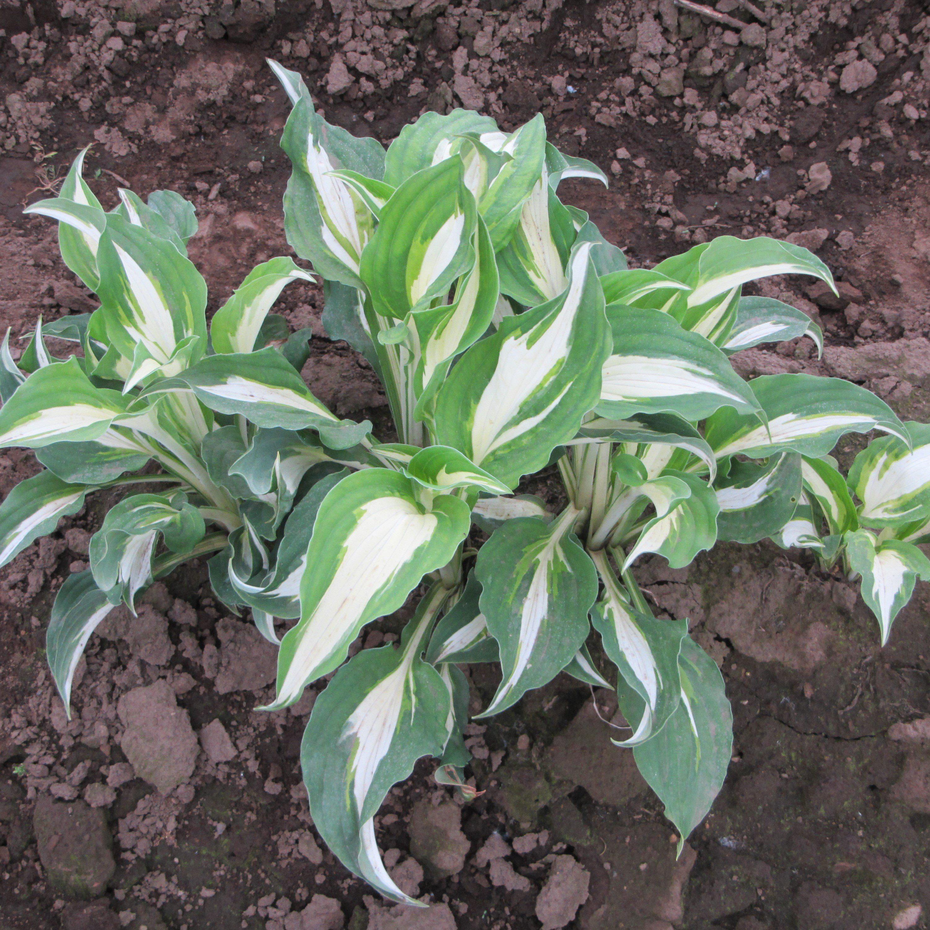 Green & White Hosta Plants For Sale | Night Before Christmas – Easy To