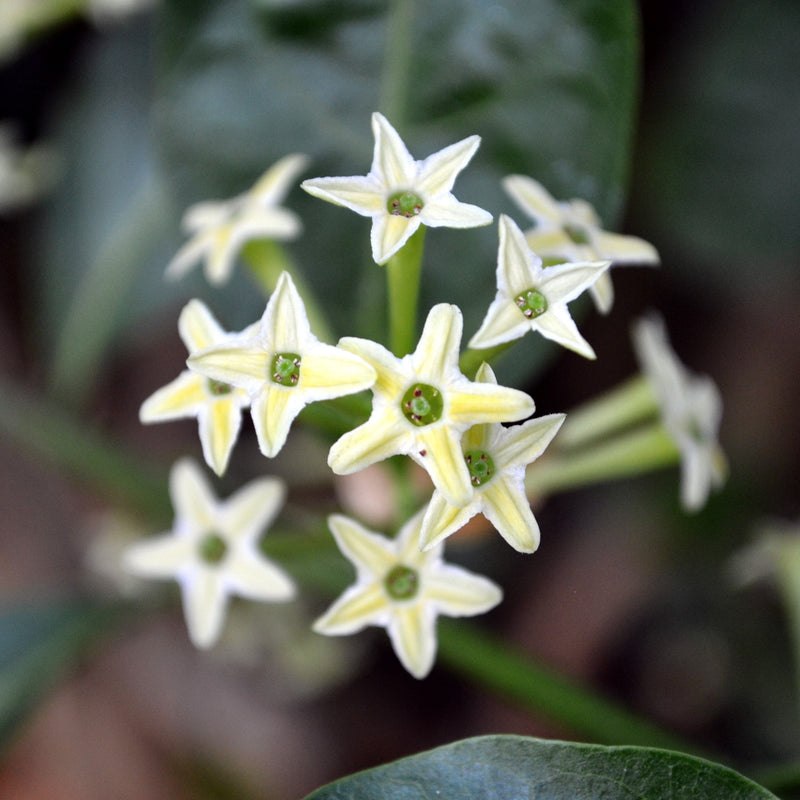 White Night Blooming Jasmine Plants For Sale | Cestrum Nocturnum