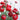 Red and Green Hued Pon-Pon Draco Italian Ranunculus