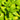 Close up oregano plant