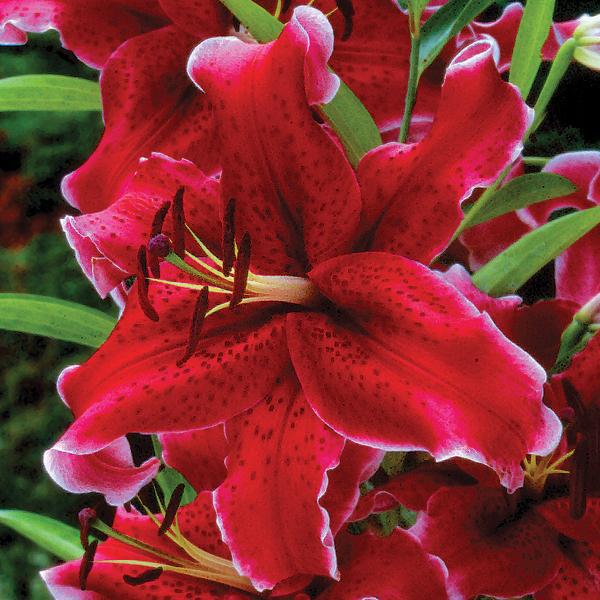 Scarlet Red Rio Negro Lily with deep purple undertones and a chocolate heart is set off by gleaming white margins on gently ruffled petals