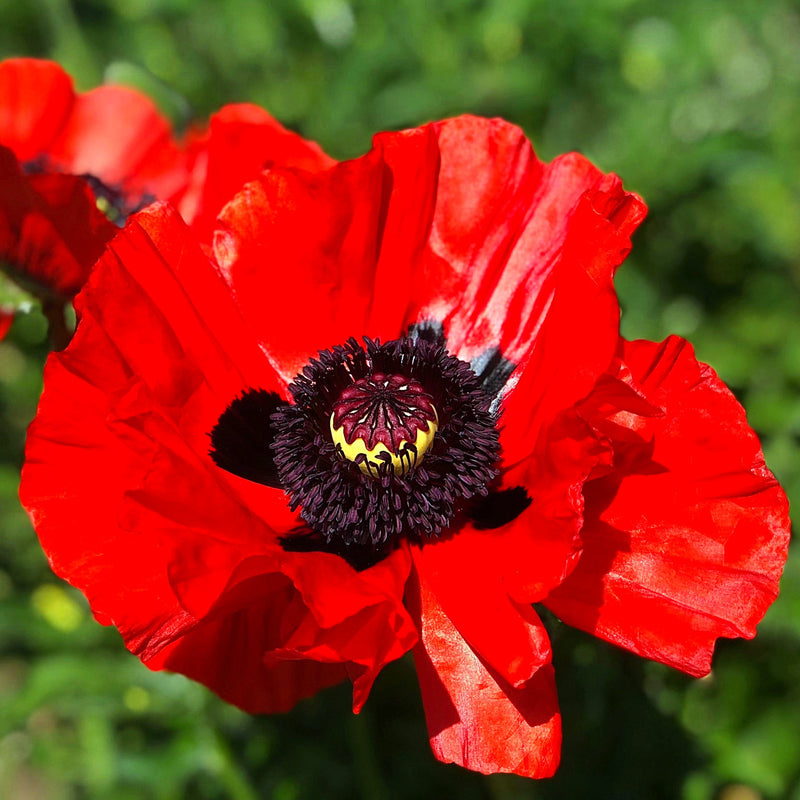 Red Poppy Beauty Of Livermore