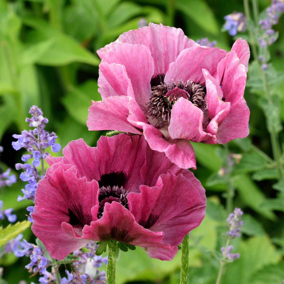 Purple Oriental Poppies Picotee Oriental Poppy | Sooner Plant Farm