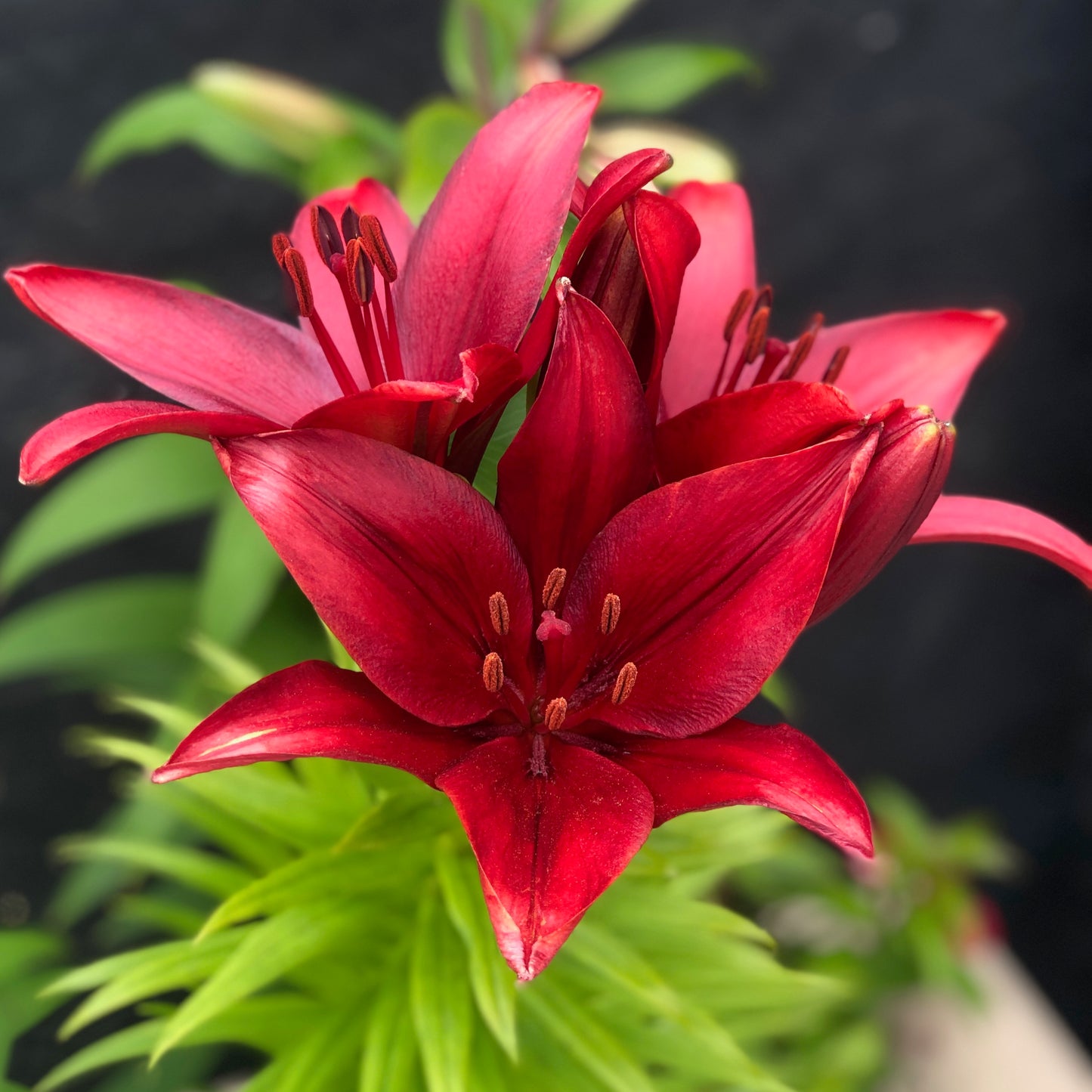 A Trio of Breathtakingly Beautiful "Red Desire" Orienpet Lilies